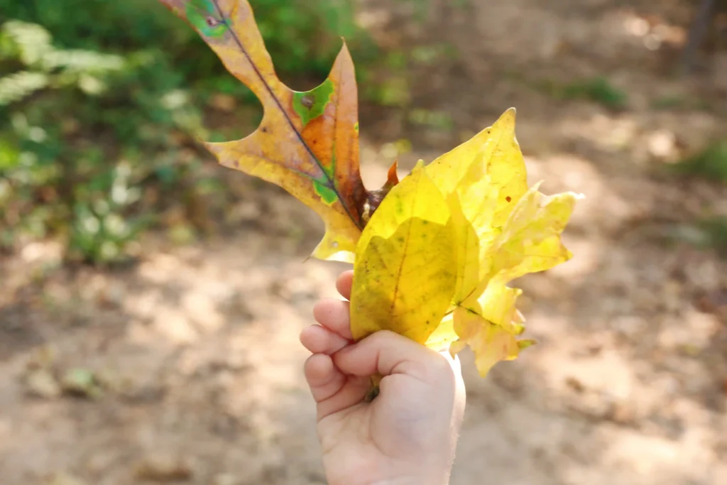 a kid holding leaves