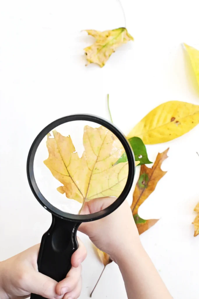 a kid using a magnifying glass to look at leaves