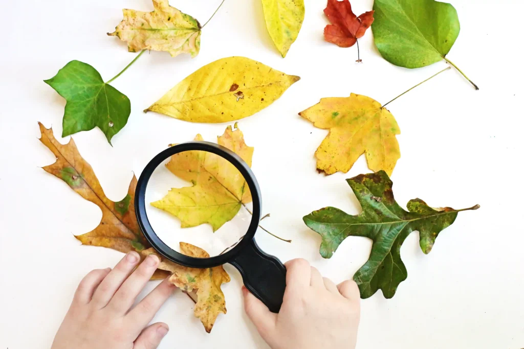 a kid using a magnifying glass to look at leaves
